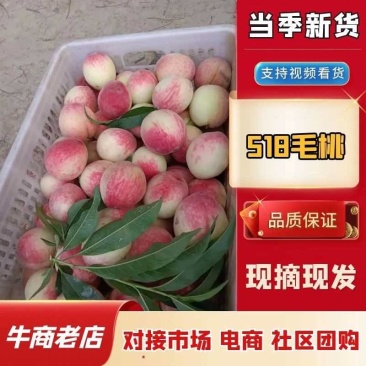 518毛桃现大量上市产地直发一手货源量大从优