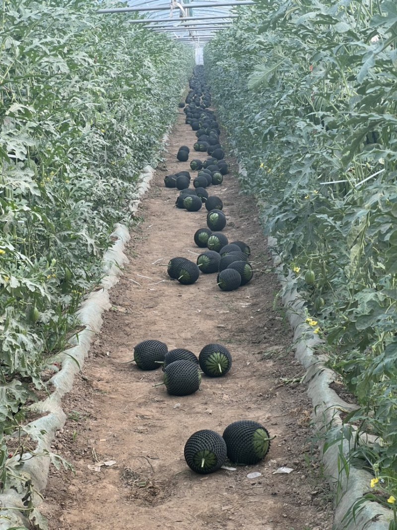 蒲城吊兰西瓜🍉上市，数度好糖度高。现货充足