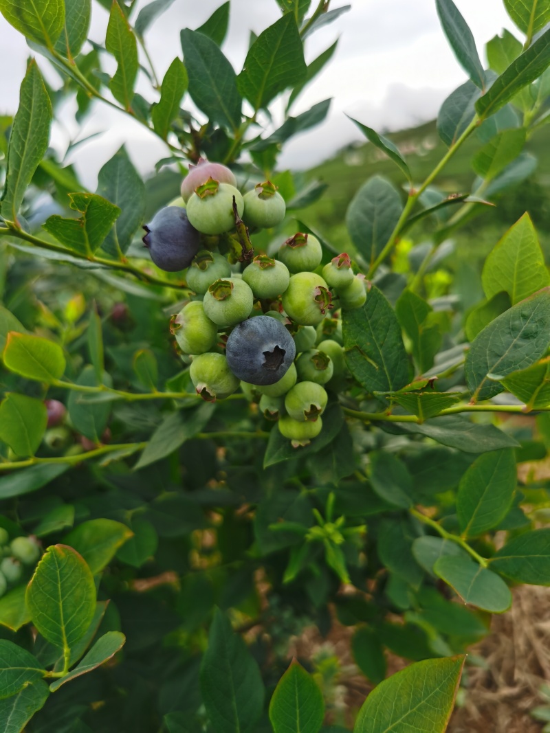 麻江蓝莓