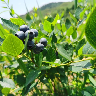 麻江蓝莓