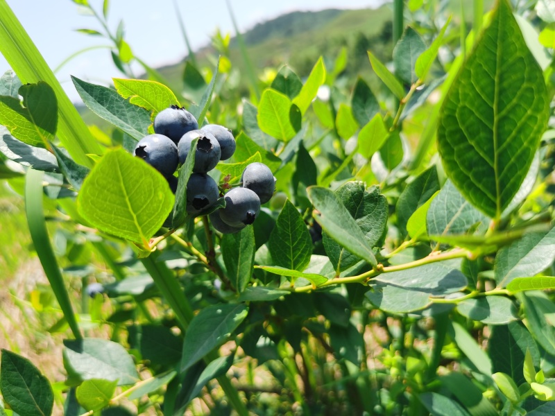 麻江蓝莓