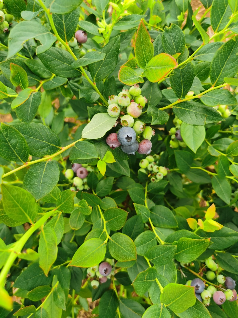 麻江蓝莓