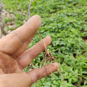 云南竹节参种苗原产地直发，量大从优，保质保量