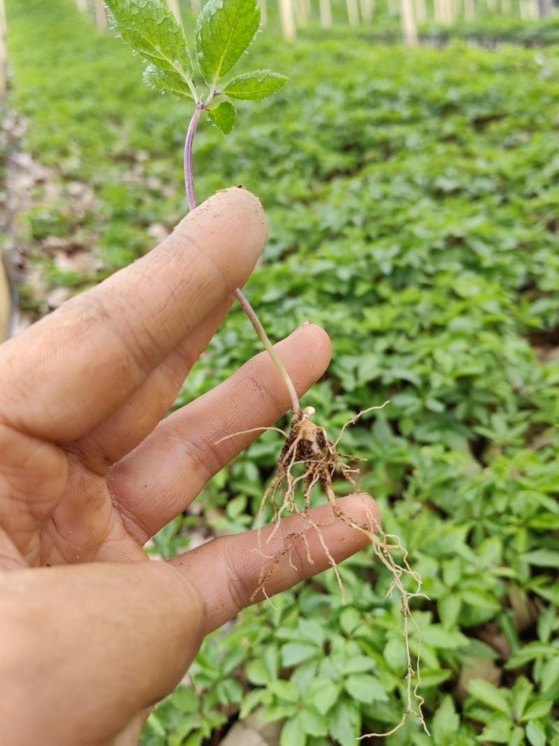 云南竹节参种苗原产地直发，量大从优，保质保量