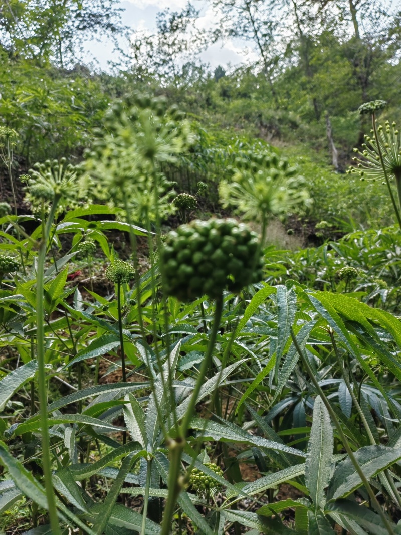 云南竹节参种苗原产地直发，量大从优，保质保量
