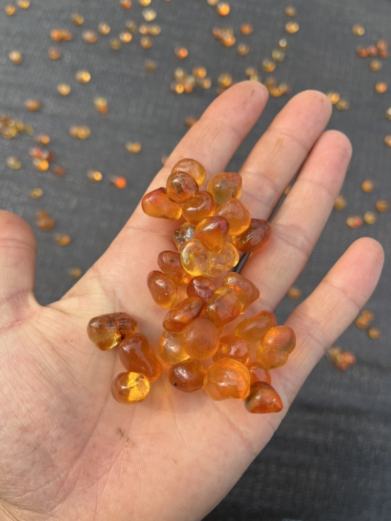 桃胶水洗黄红红黄纯黄桃胶