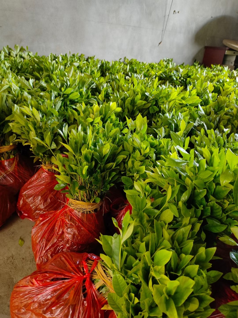 现货栀子花苗，量大从优，欢迎选购