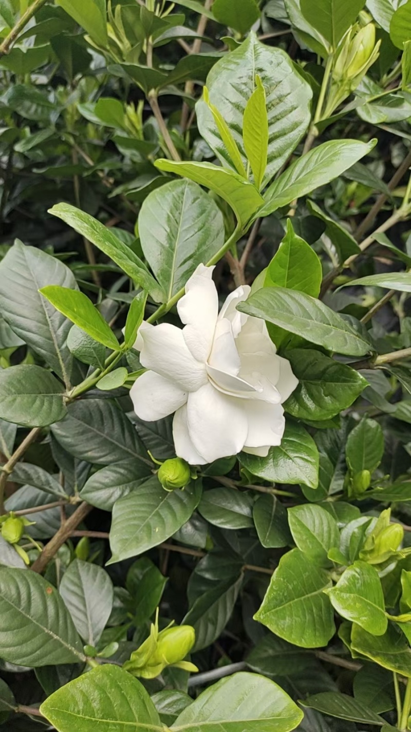 四季栀子花，苞多，周期长，有盆栽，袋装，欢迎选购