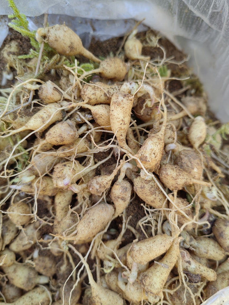 云南竹节参种苗原产地直发，量大从优，保质保量
