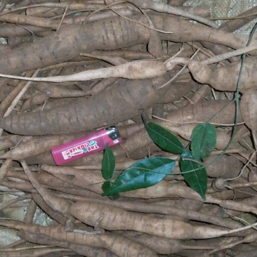 小叶牛大力