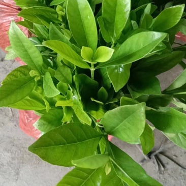 现货栀子花苗，量大从优，欢迎选购