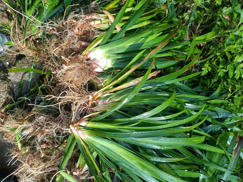《石菖蒲种苗》大叶红心现挖现发宽叶窄叶保证成活率