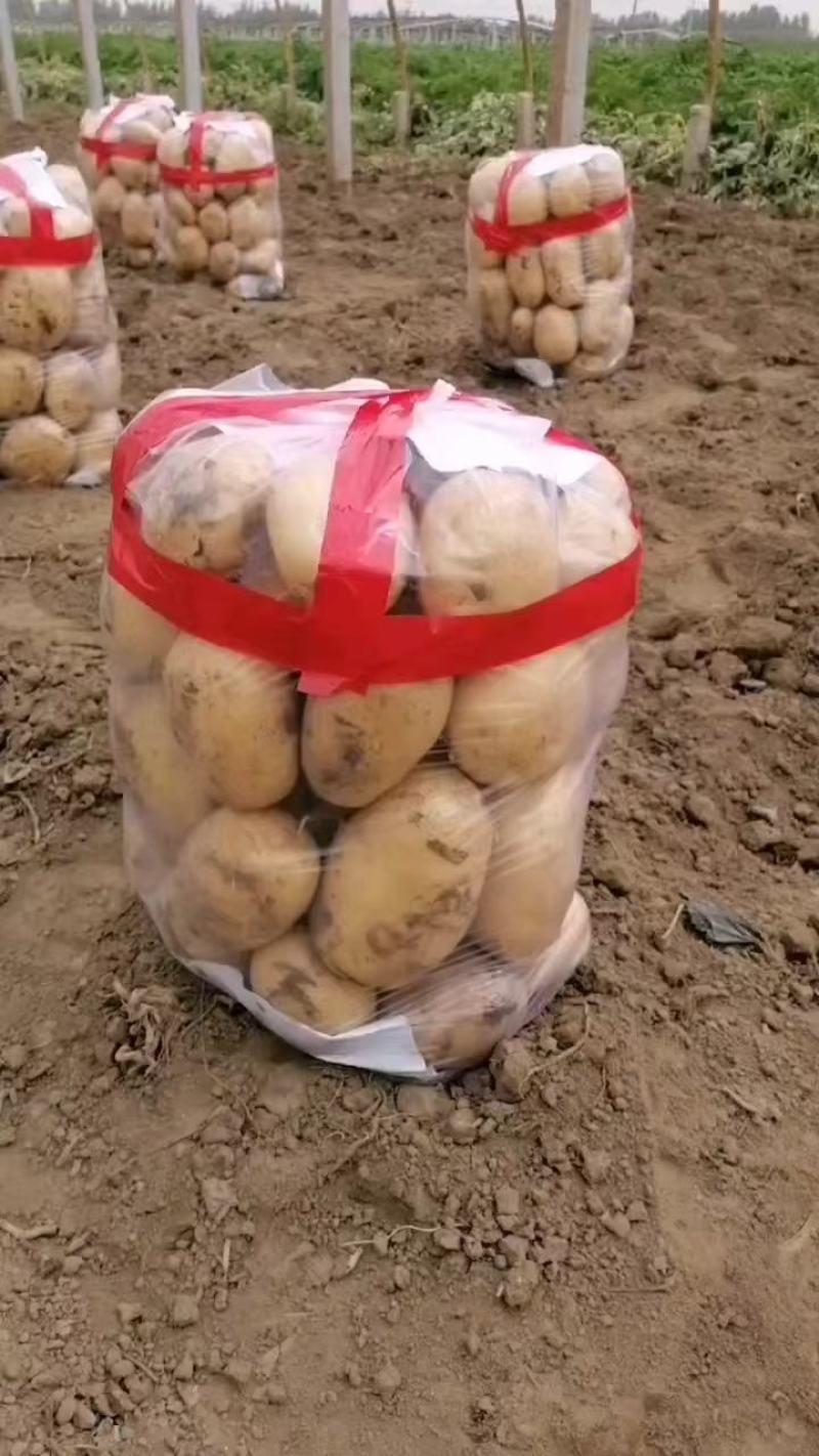 陆地士豆大量上巿产地直销黄皮黄心，质量有保证，全国发货，