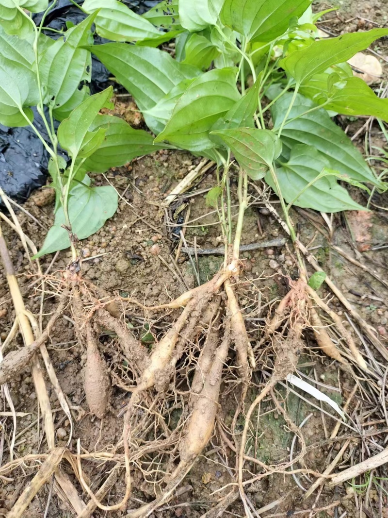 百部种苗