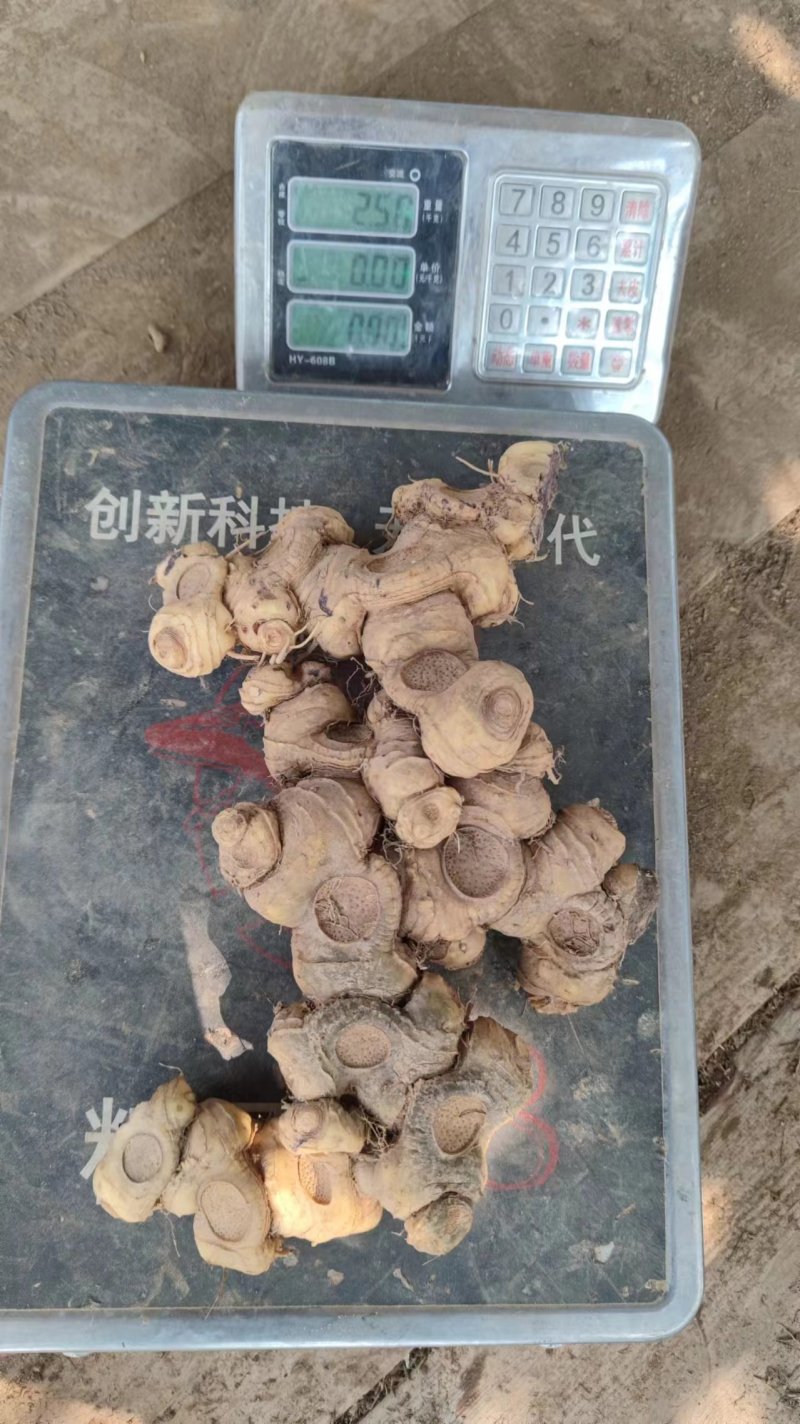 姜型野生黄精常年可供应量大从优质量保证欢迎咨询选购