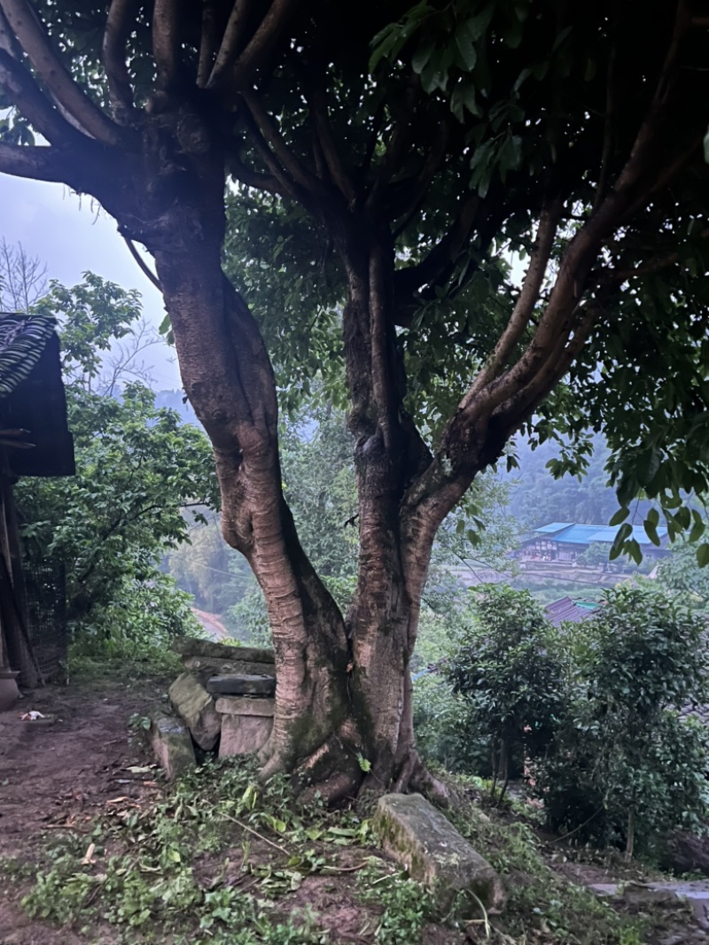 黄葛树