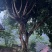 黄葛树