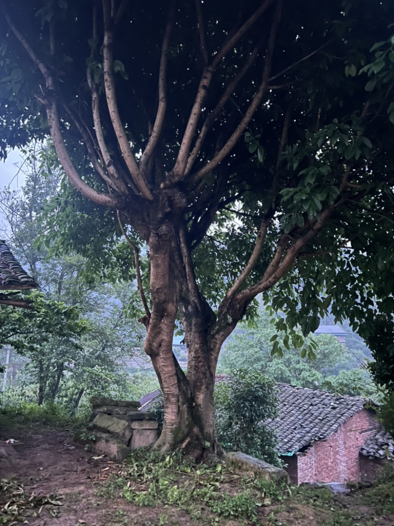 黄葛树