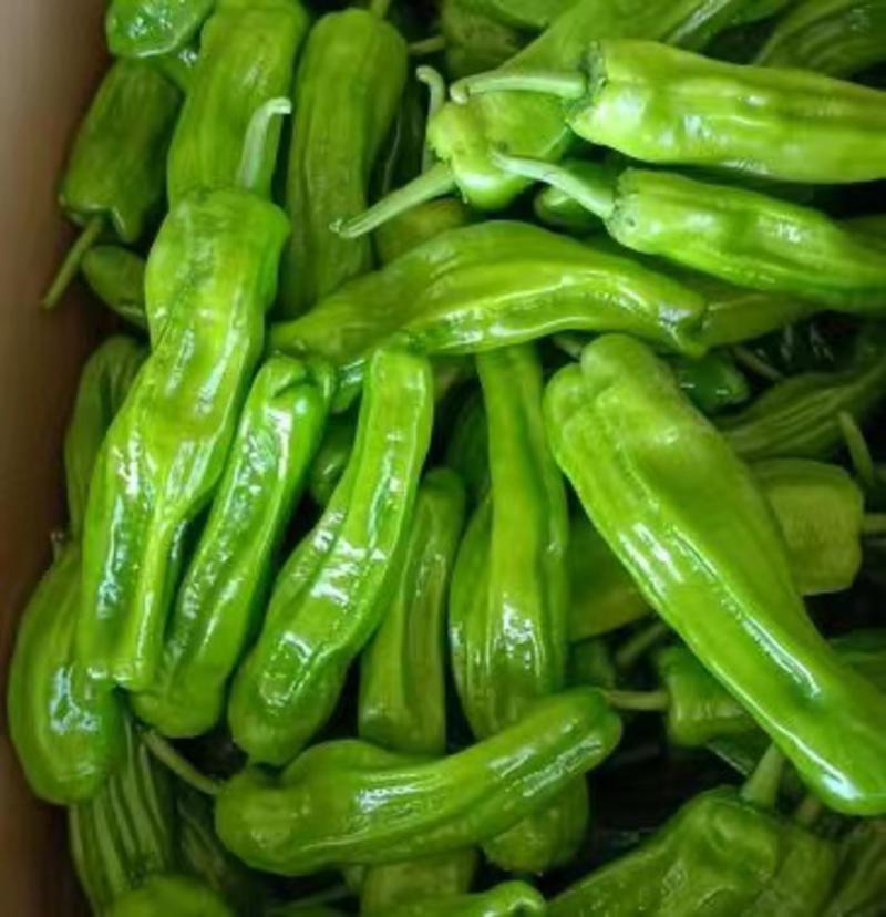 薄皮泡椒一手货源，价格便宜，保质保量，可视频看货