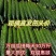 [河南精品黄瓜]产地直发，保证质量，脆甜可口，欢迎采购