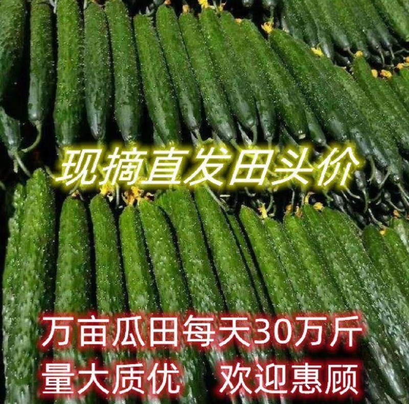 [河南精品黄瓜]产地直发，保证质量，脆甜可口，欢迎采购