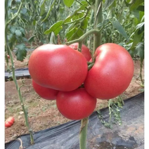 西红柿大红大量上市品质保证，价格实惠，产地货源