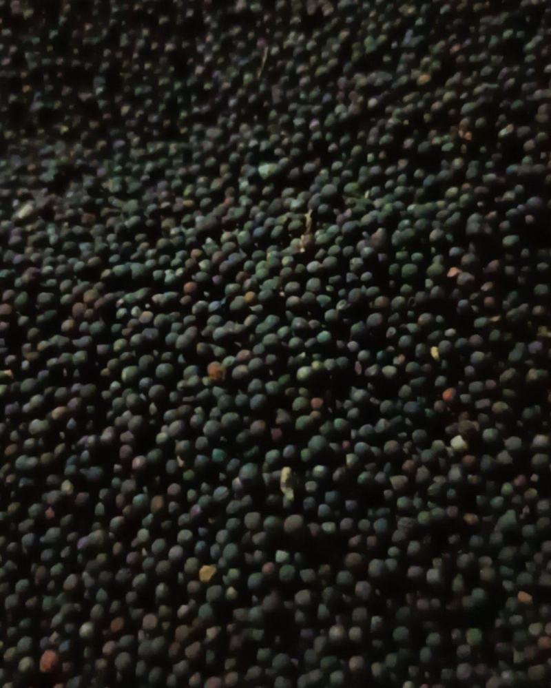 油菜籽