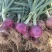 精品洋葱，紫皮洋葱，大量有货，产地直供，适合超市，皮发市