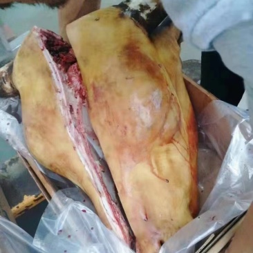 火烧带皮牛头，整个牛头，一劈两开，公牛。牛头宴专用。