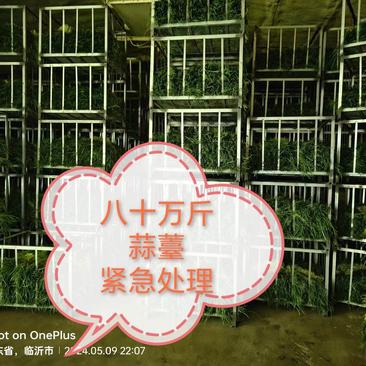 山东沂蒙山红帽蒜苔大量有货八十万斤紧急处，质量好价格优。