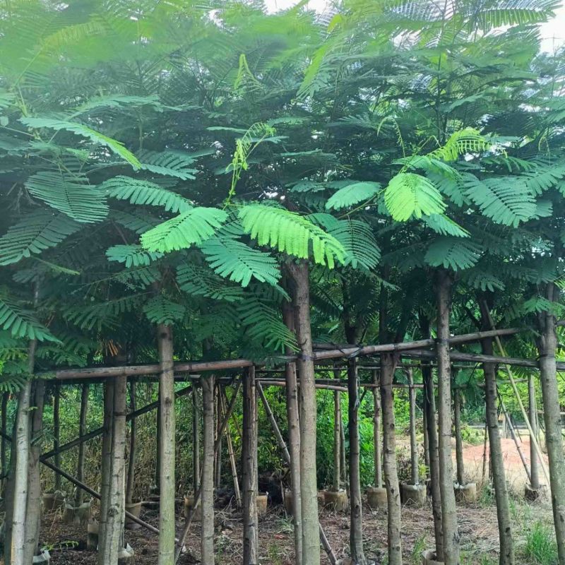 凤凰木3-30分各种规格低价出售