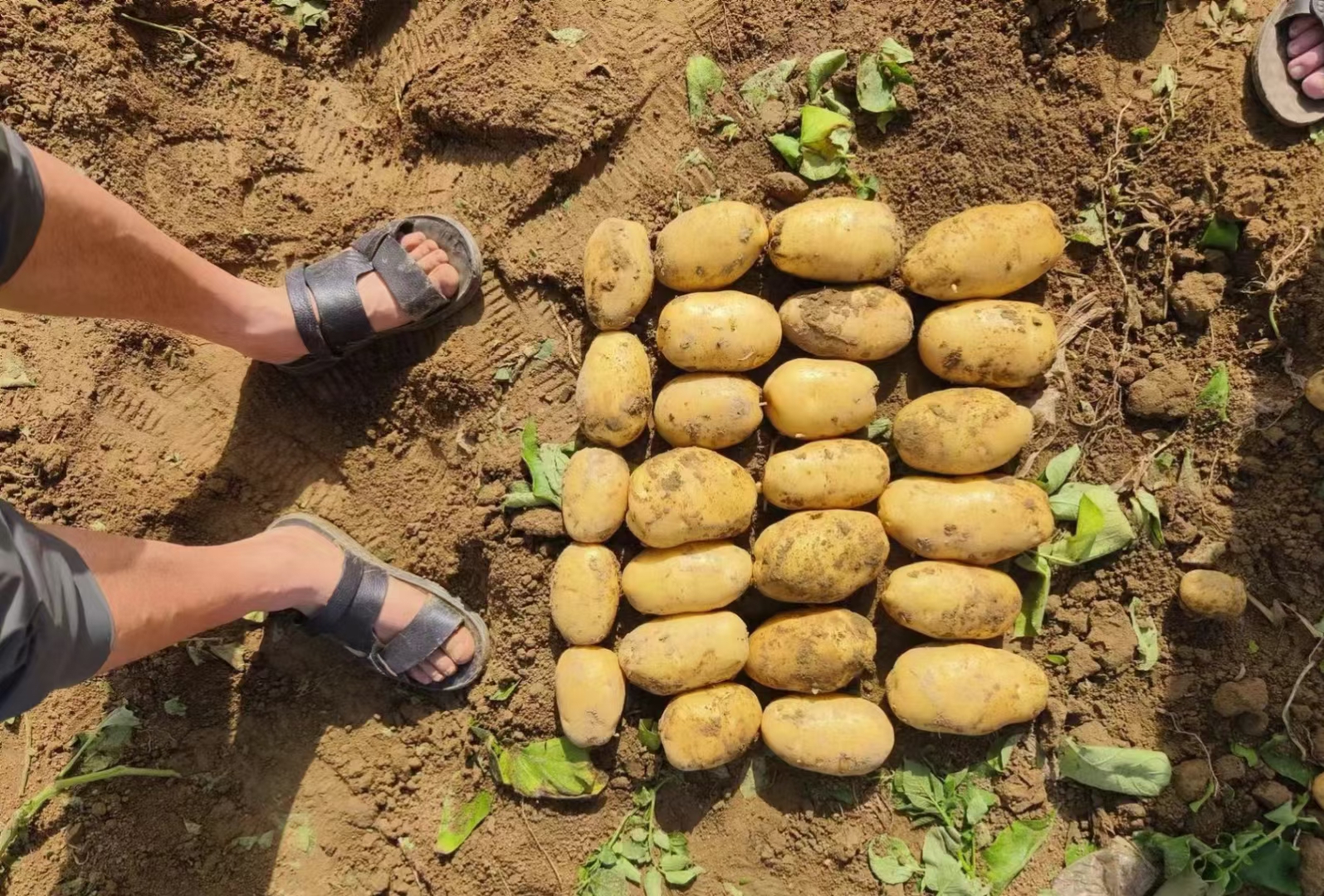 胜利1号土豆特写