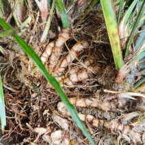 野生水菖蒲