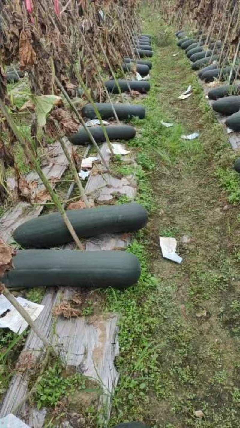 精品冬瓜广东吊冬瓜品质保证现摘现发量大从优