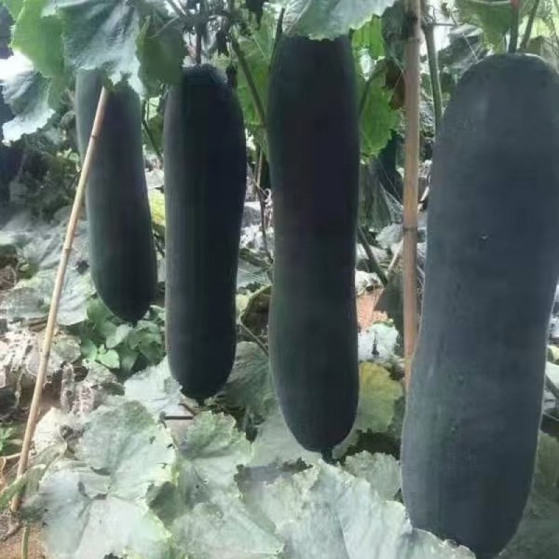 精品冬瓜广东吊冬瓜品质保证现摘现发量大从优