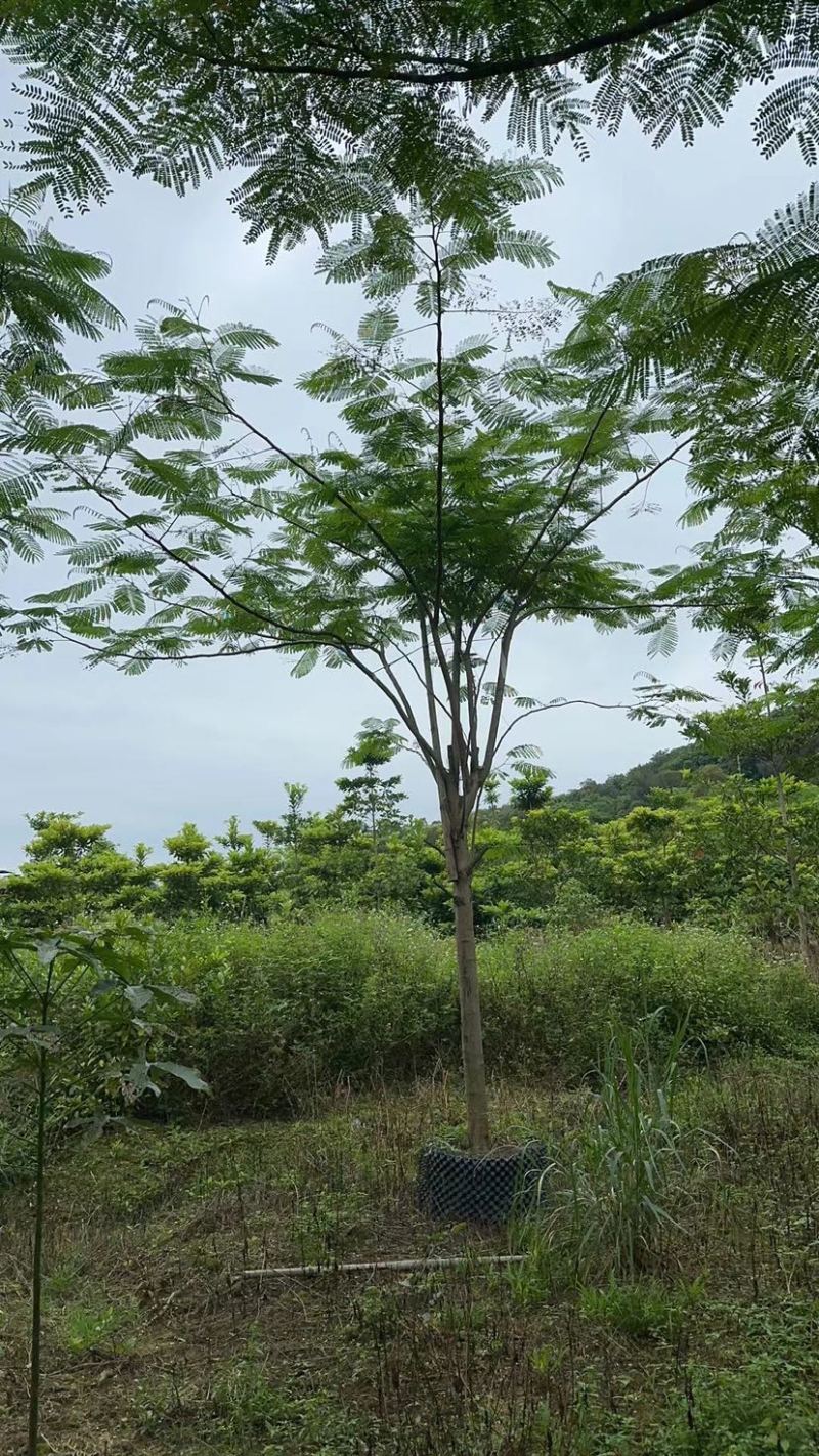 凤凰树/红花楹12～30公分基地直销规格齐全欢迎来电