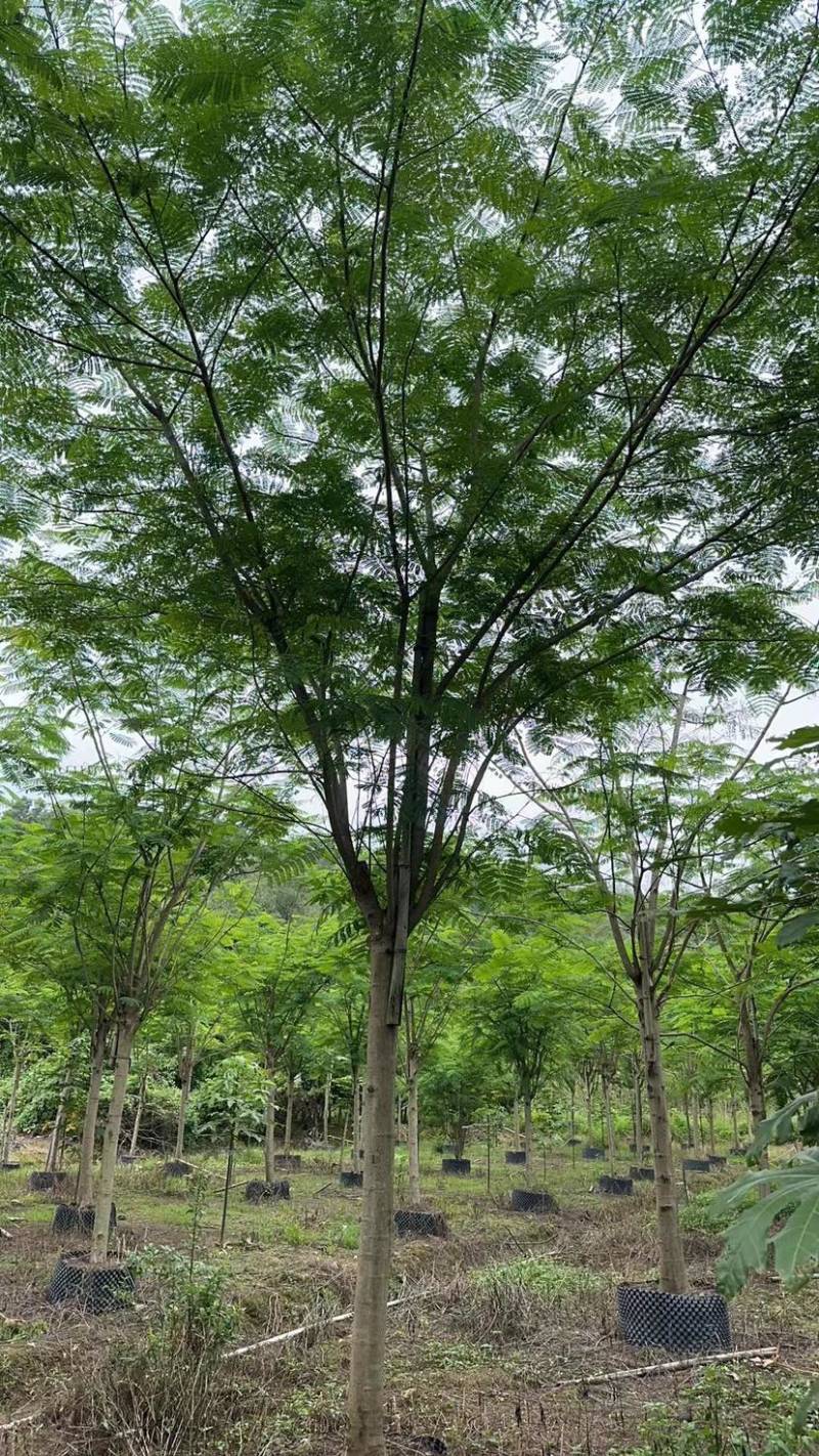凤凰树/红花楹12～30公分基地直销规格齐全欢迎来电