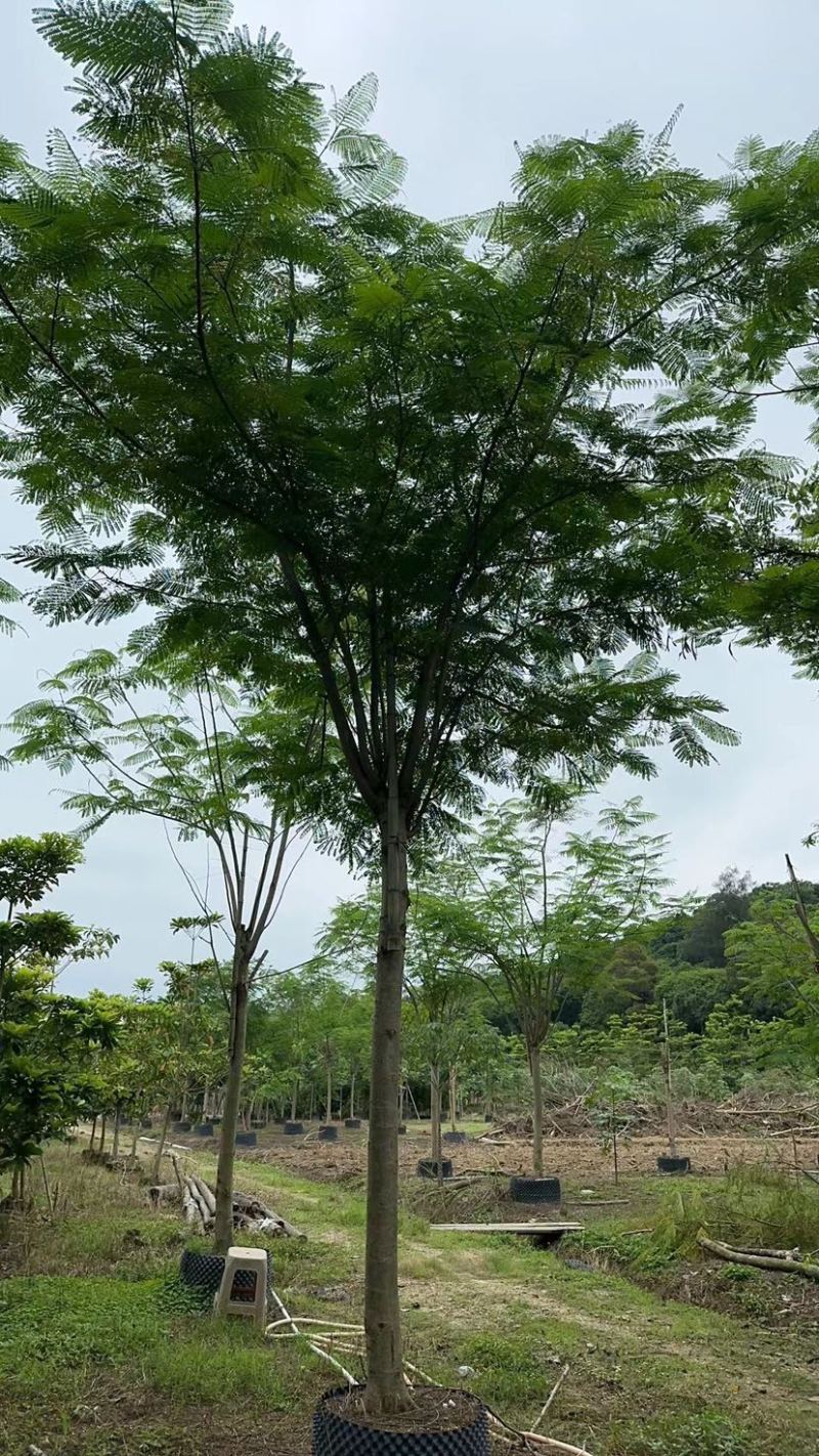 凤凰树/红花楹12～30公分基地直销规格齐全欢迎来电