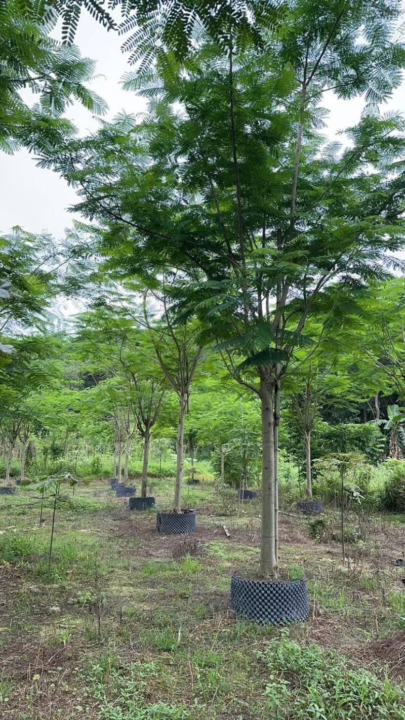 凤凰树/红花楹12～30公分基地直销规格齐全欢迎来电
