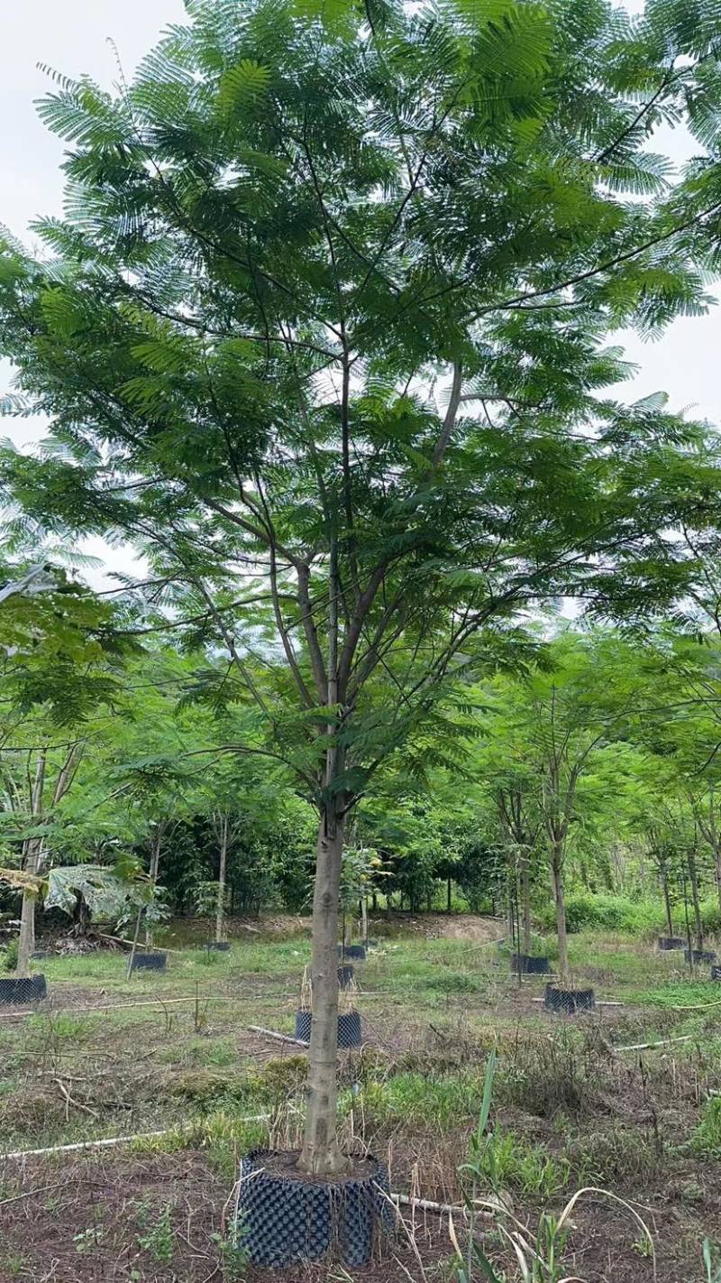 凤凰树/红花楹12～30公分基地直销规格齐全欢迎来电