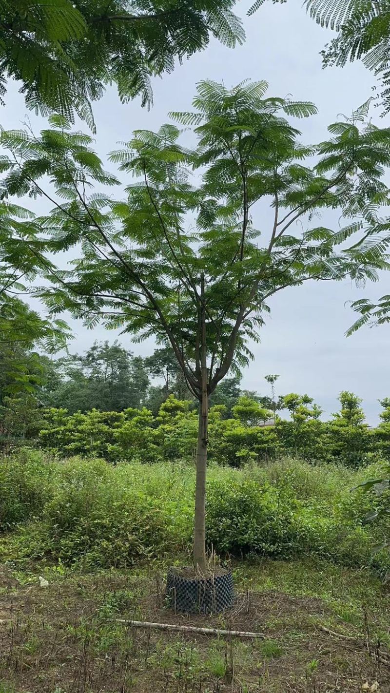 凤凰树/红花楹12～30公分基地直销规格齐全欢迎来电
