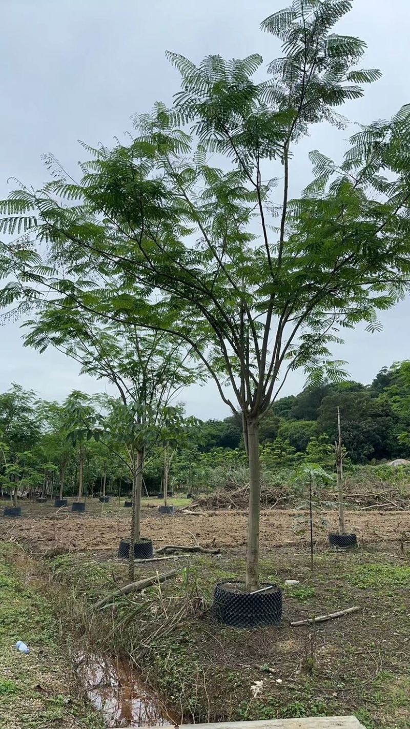 凤凰树/红花楹12～30公分基地直销规格齐全欢迎来电