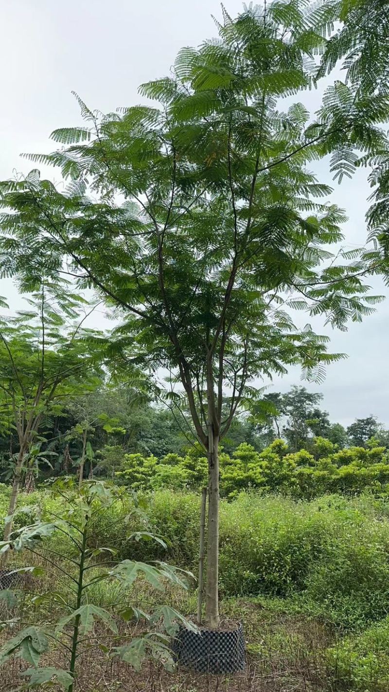 凤凰树/红花楹12～30公分基地直销规格齐全欢迎来电