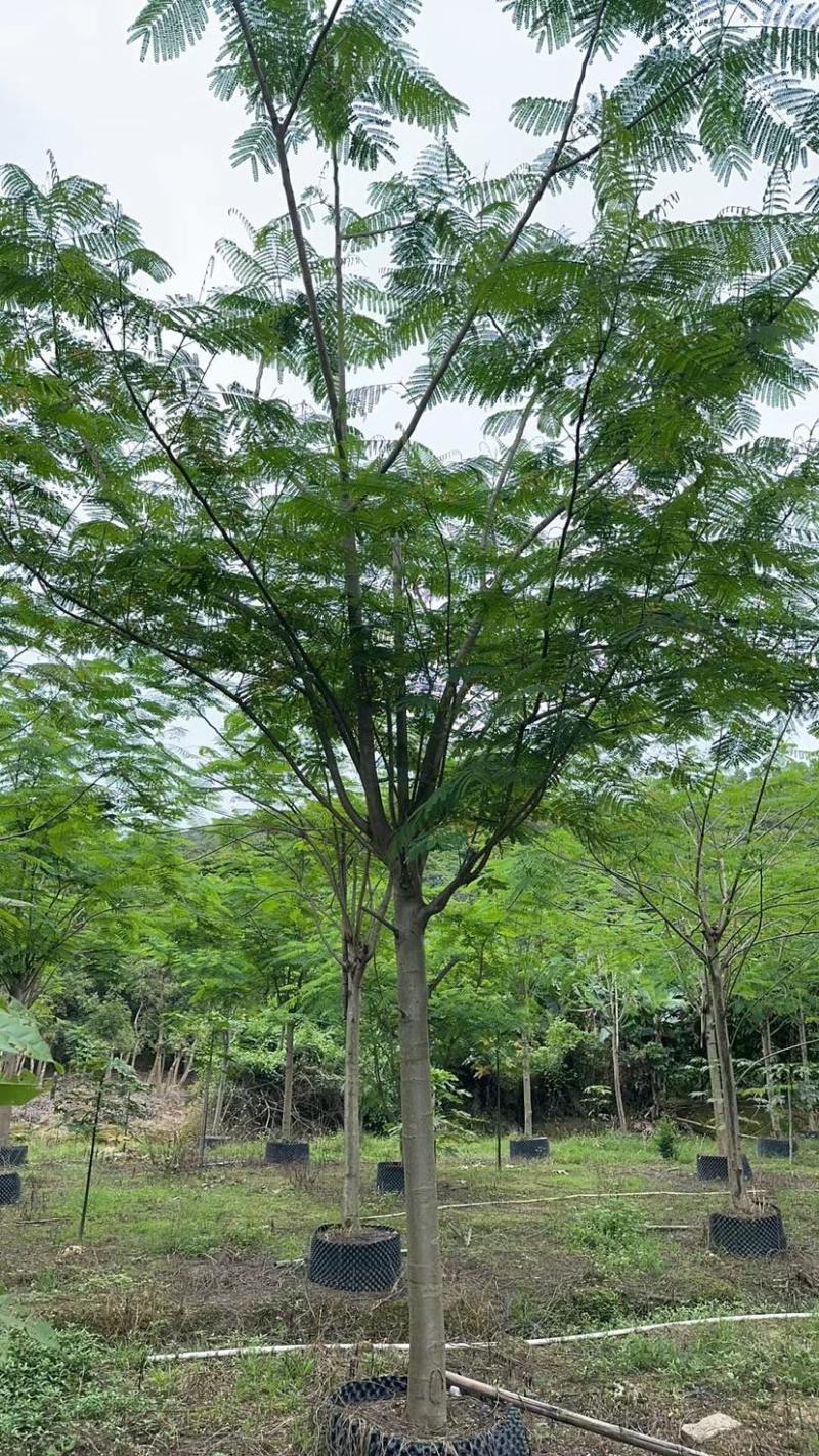 凤凰树/红花楹12～30公分基地直销规格齐全欢迎来电
