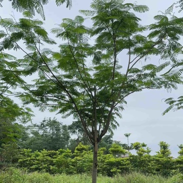 凤凰树/红花楹12～30公分基地直销规格齐全欢迎来电