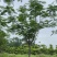 凤凰树/红花楹12～30公分基地直销规格齐全欢迎来电