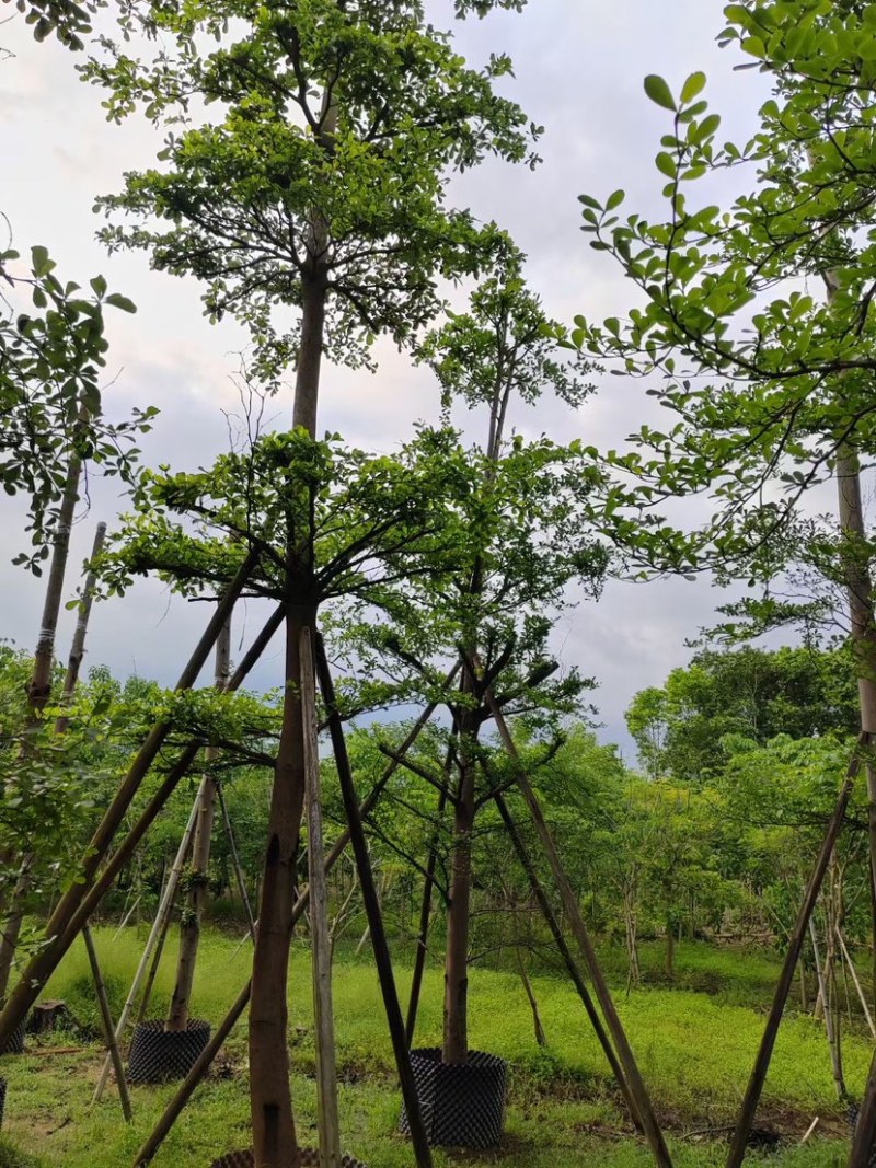 刮冠小叶榄仁树10～18公分基地直销规格齐全欢迎来电