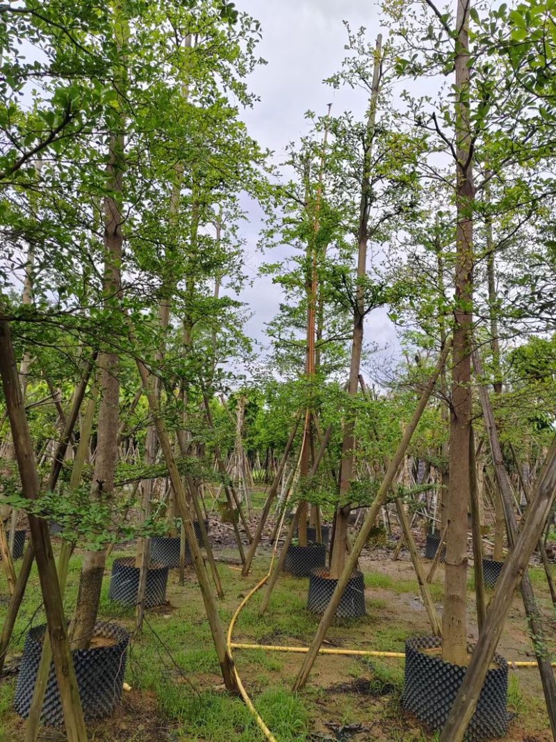 刮冠小叶榄仁树10～18公分基地直销规格齐全欢迎来电