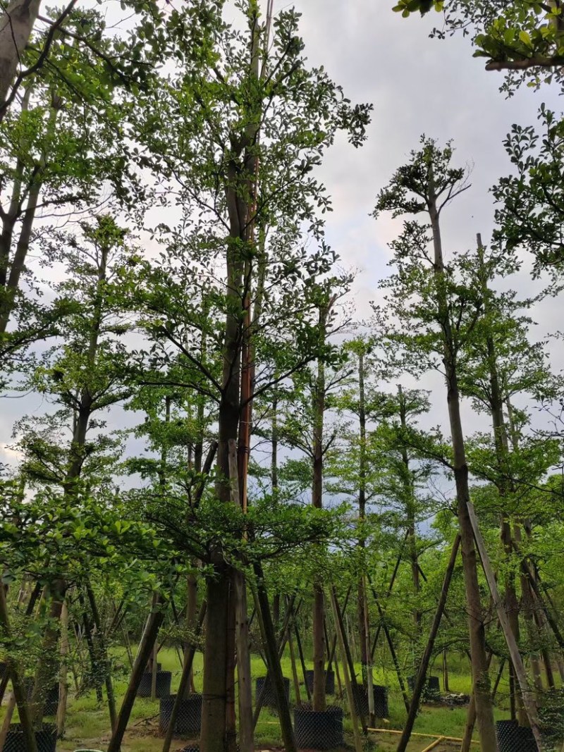 刮冠小叶榄仁树10～18公分基地直销规格齐全欢迎来电