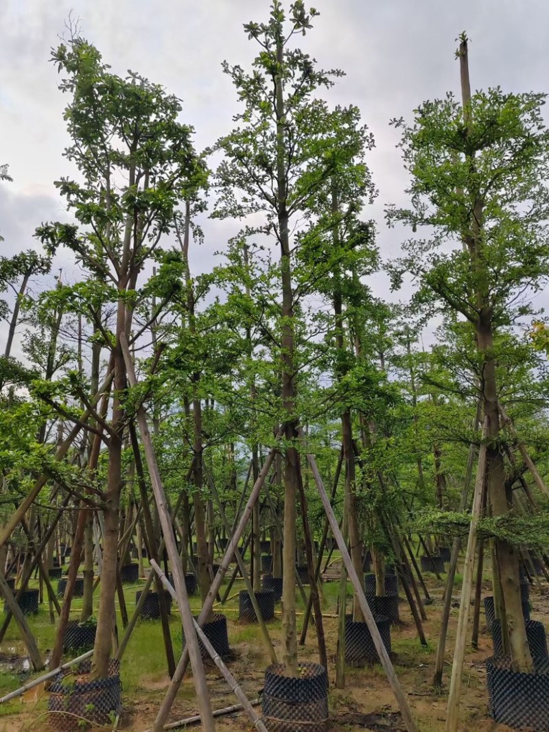 刮冠小叶榄仁树10～18公分基地直销规格齐全欢迎来电